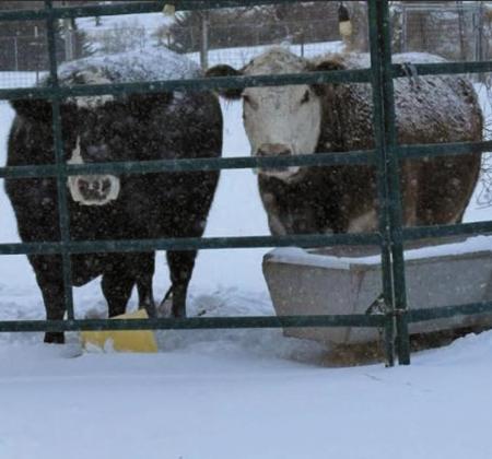 Winter hits the community with sub zero temperatures