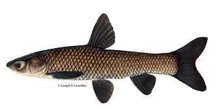 Earn money while fishing
