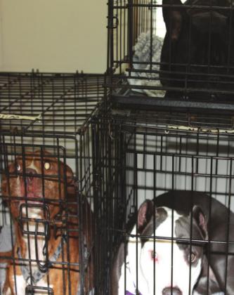 Beth Roberts with Bristow Furry Friends getting the dogs ready for spaying and neutering. Angie Gentry photo
