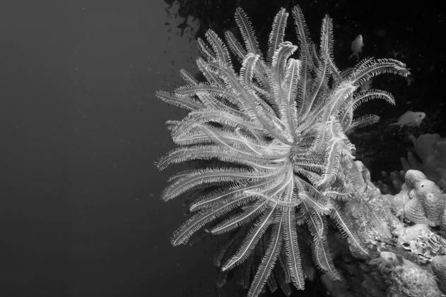 OU paleontologists make “One In A Million” discovery of soft tissue preserved in 450-million-year-old fossil