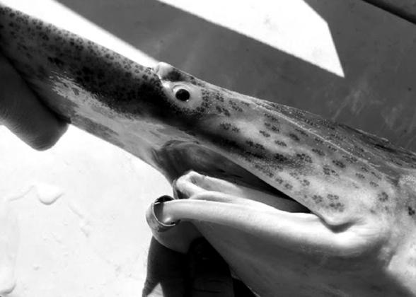Oklahoma Department of Wildlife Conservation fishing report