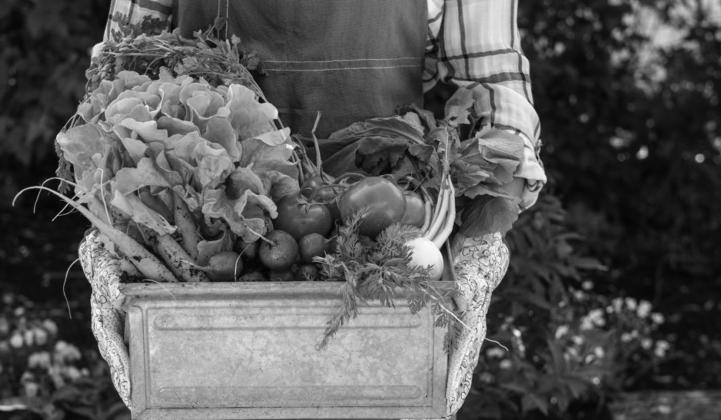 Ten Tips for Starting a Garden