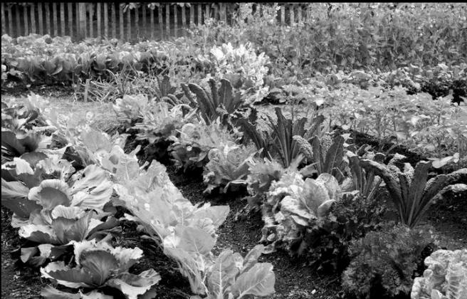 10 Vegetables to Plant in Early Spring