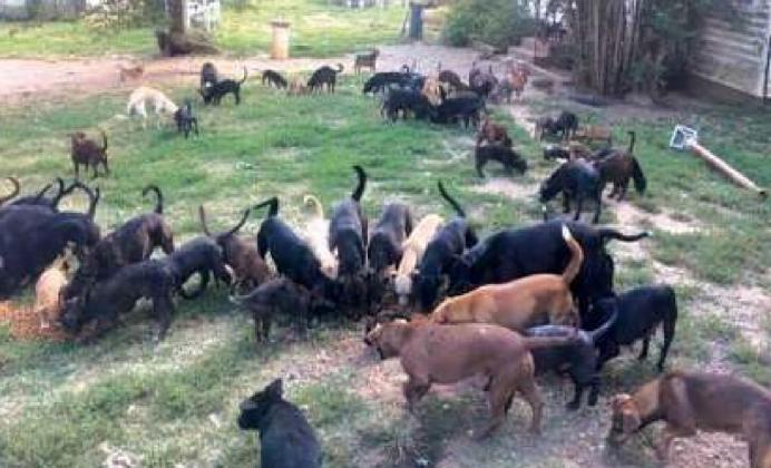 A few of the animals that were rescued on Sunday afternoon. courtesy photo