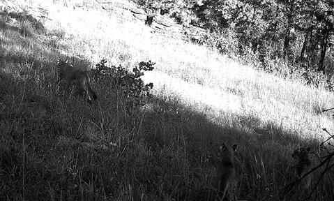 courtesy photo An adult mountain lion with two kittens was photographed in Oklahoma's Osage County in October 2024. The image was captured on a trail camera installed by the private landowner and later shared with the Wildlife Department.