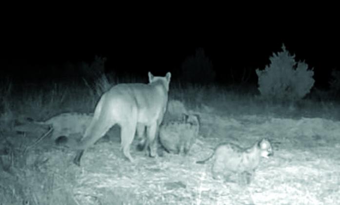 courtesy photo An adult mountain lion with three kittens was photographed in Oklahoma's Cimarron County in December 2024. Again the image was captured on a trail camera installed by the private landowner and later shared with the Wildlife Department.