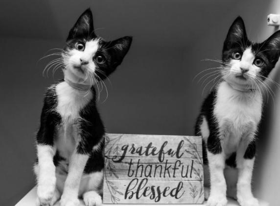 Tips to help keep your best friends safe during the holiday season