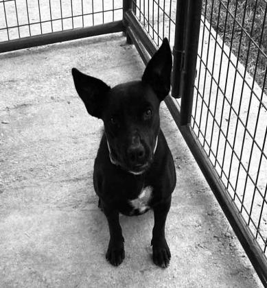 Pet of the Week