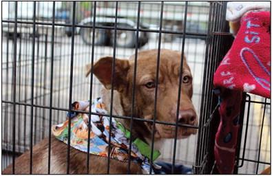 Adopt a Pet