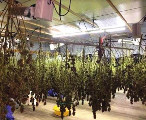 A grow farm was busted in Depew. These are some of the plants that wer being harvested. courtesy photo