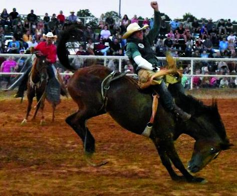 Hold on for eight seconds!. This cowboy made it to the bell. courtesy photo