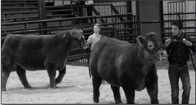 Creek County Livestock Show 2023