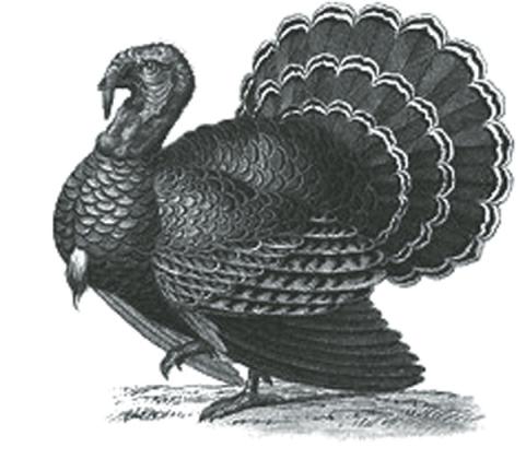 How to Cook a Turkey