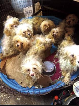 Over 448 alleged animal cruelty charges in two separate cases