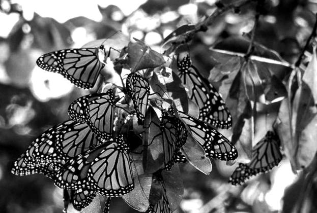 The Fall Monarch Migration has officially reached Oklahoma