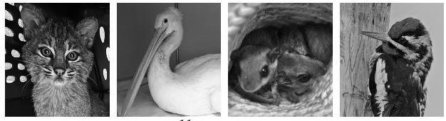 Brought to you by Wildlife and WildCare Oklahoma, Hello Winter