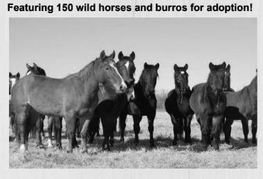 BLM schedules wild horse and burro event in Inola