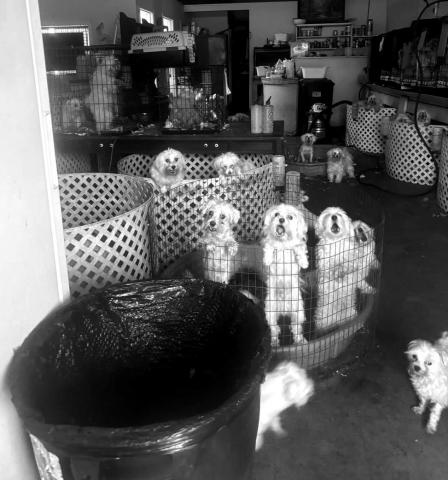 Add Love Pets shut down, 405 dogs rescued