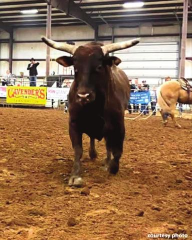 Local cowgirl’s bull wins Bull of the Year